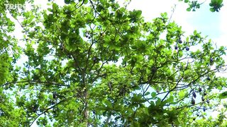 Путеводитель по Pemba Island Tanzania пляжи дайвинг мангровые лагуны и идеи для морских прогулок