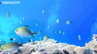 Путеводитель по Pemba Island Tanzania пляжи дайвинг мангровые лагуны и идеи для морских прогулок