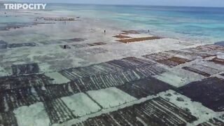 Путеводитель по Pemba Island Tanzania пляжи дайвинг мангровые лагуны и идеи для морских прогулок