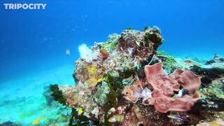 Путеводитель по Pemba Island Tanzania пляжи дайвинг мангровые лагуны и идеи для морских прогулок