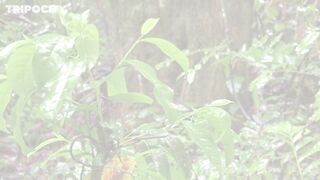 Путеводитель по Pemba Island Tanzania пляжи дайвинг мангровые лагуны и идеи для морских прогулок