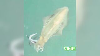 Глубинная морская рыбалка в Нячанге Вьетнам кальмары и queenfish на выезде в открытое море