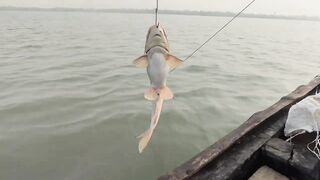 Sundarban Vidhyadhari River традиционная ловля vola mach gagra tangra и других речных рыб