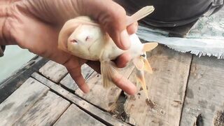 Sundarban Vidhyadhari River традиционная ловля vola mach gagra tangra и других речных рыб