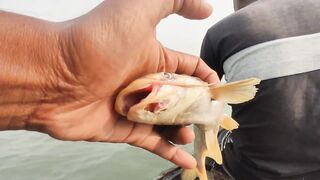 Sundarban Vidhyadhari River традиционная ловля vola mach gagra tangra и других речных рыб