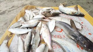 Sundarban Vidhyadhari River традиционная ловля vola mach gagra tangra и других речных рыб