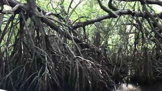 Bentota River Sri Lanka - guided fishing tour красный снэппер барракуда и увлекательная ловля на реке