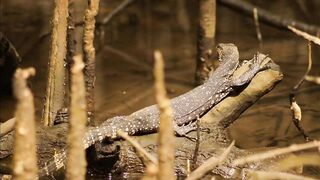 Bentota River Sri Lanka - guided fishing tour красный снэппер барракуда и увлекательная ловля на реке