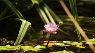 Bentota River Sri Lanka - guided fishing tour красный снэппер барракуда и увлекательная ловля на реке