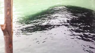 Koh Samet Fish прогулка по острову Таиланд и смотрим какую рыбу можно поймать у берега