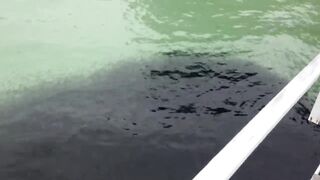 Koh Samet Fish прогулка по острову Таиланд и смотрим какую рыбу можно поймать у берега