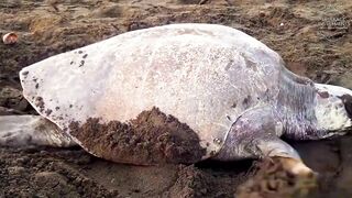 Полуостров Карпас Северный Кипр: заповедная зона ослики пляжи и мысль а есть ли тут рыбалка