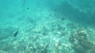 Атолл Mnemba Zanzibar дельфины кораллы красочные рыбки и лучший снорклинг у рифа