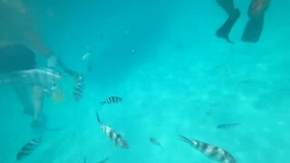 Атолл Mnemba Zanzibar дельфины кораллы красочные рыбки и лучший снорклинг у рифа