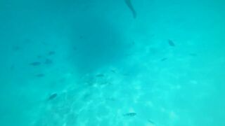 Атолл Mnemba Zanzibar дельфины кораллы красочные рыбки и лучший снорклинг у рифа