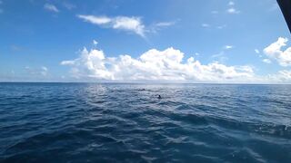 Атолл Mnemba Zanzibar дельфины кораллы красочные рыбки и лучший снорклинг у рифа