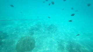 Атолл Mnemba Zanzibar дельфины кораллы красочные рыбки и лучший снорклинг у рифа