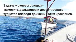 Плавание с дельфинами Zanzibar Kizimkazi деревня у моря и какие вокруг есть туры на морскую рыбалку