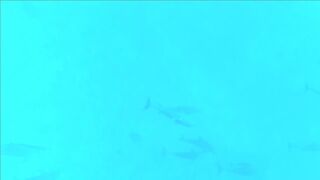 Плавание с дельфинами Zanzibar Kizimkazi деревня у моря и какие вокруг есть туры на морскую рыбалку