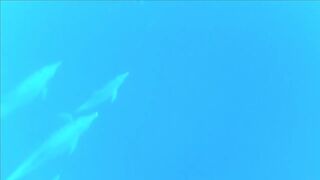 Плавание с дельфинами Zanzibar Kizimkazi деревня у моря и какие вокруг есть туры на морскую рыбалку