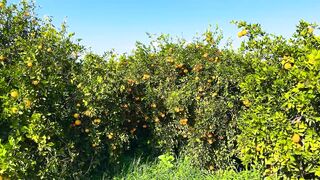 Гюзельюрт районы Северного Кипра спокойная жизнь на холмах цитрусовые сады и бирюзовое море рядом