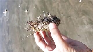 Costa Rica Playa del Coco семейный пляжный отдых вечером можно выйти на рыбалку с пирса