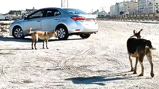 Пятничная морская рыбалка в Бахрейне - Friday Fishing и расслабленные Bahrain vibez у моря