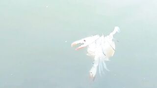 Пятничная морская рыбалка в Бахрейне - Friday Fishing и расслабленные Bahrain vibez у моря