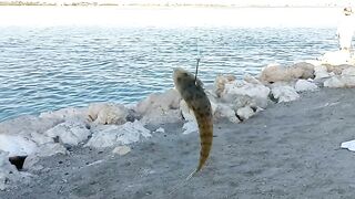 Пятничная морская рыбалка в Бахрейне - Friday Fishing и расслабленные Bahrain vibez у моря