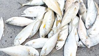 Пятничная морская рыбалка в Бахрейне - Friday Fishing и расслабленные Bahrain vibez у моря