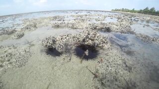 Занзибар Индийский океан на парусной лодке и пляж Michamvi спокойный день у моря