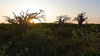 Pemba Island Tanzania 2024: пляжи мангровые заросли и думаем стоит ли сюда ехать на морскую рыбалку
