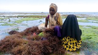 Pemba Island Tanzania 2024: пляжи мангровые заросли и думаем стоит ли сюда ехать на морскую рыбалку