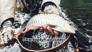 Spinibarbus hollandi рыбалка на Хайнане китайский пруд редкая рыба и размеренный деревенский день