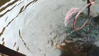 Spinibarbus hollandi рыбалка на Хайнане китайский пруд редкая рыба и размеренный деревенский день