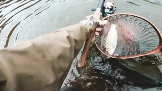 Spinibarbus hollandi рыбалка на Хайнане китайский пруд редкая рыба и размеренный деревенский день