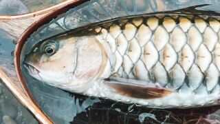 Spinibarbus hollandi рыбалка на Хайнане китайский пруд редкая рыба и размеренный деревенский день