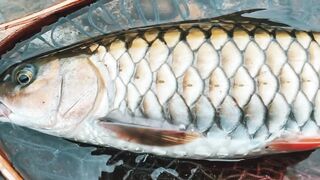 Spinibarbus hollandi рыбалка на Хайнане китайский пруд редкая рыба и размеренный деревенский день