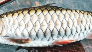 Spinibarbus hollandi рыбалка на Хайнане китайский пруд редкая рыба и размеренный деревенский день