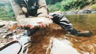 Spinibarbus hollandi рыбалка на Хайнане китайский пруд редкая рыба и размеренный деревенский день