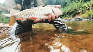 Spinibarbus hollandi рыбалка на Хайнане китайский пруд редкая рыба и размеренный деревенский день