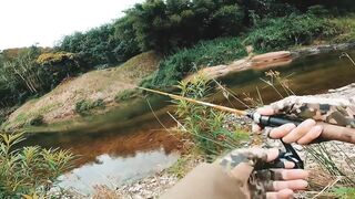 Spinibarbus hollandi рыбалка на Хайнане китайский пруд редкая рыба и размеренный деревенский день