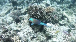 Gulf of Tadjoura берег Джибути лазурная вода лодки рыбаков и дельфины в заливе