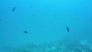 Gulf of Tadjoura берег Джибути лазурная вода лодки рыбаков и дельфины в заливе