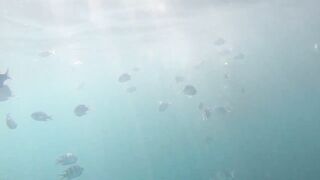 Gulf of Tadjoura берег Джибути лазурная вода лодки рыбаков и дельфины в заливе