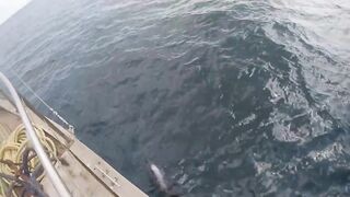 Gulf of Tadjoura берег Джибути лазурная вода лодки рыбаков и дельфины в заливе