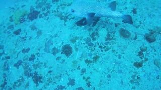 Gulf of Tadjoura берег Джибути лазурная вода лодки рыбаков и дельфины в заливе