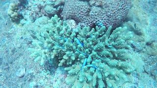 Gulf of Tadjoura берег Джибути лазурная вода лодки рыбаков и дельфины в заливе