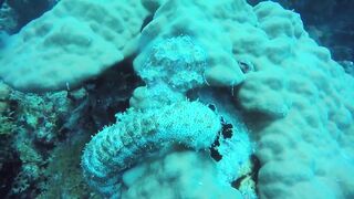 Gulf of Tadjoura берег Джибути лазурная вода лодки рыбаков и дельфины в заливе