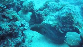 Gulf of Tadjoura берег Джибути лазурная вода лодки рыбаков и дельфины в заливе